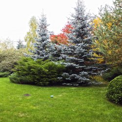 Газон и перспектива в проекте дачного участка